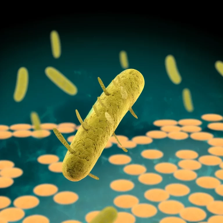 La Listeria monocytógenes es una bacteria patógena que puede causar graves problemas de salud en los seres humanos. Esta bacteria se encuentra ampliamente distribuida en